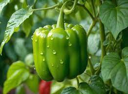 Capsicum Farming Profitability