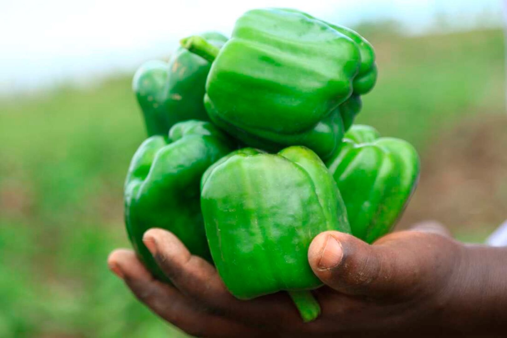 Capsicum marketing strategies 