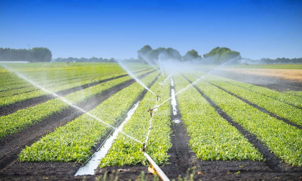 Irrigation and Water Management for Capsicum Crops