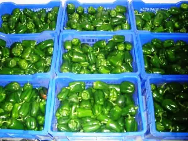 Post-Harvest Handling of Capsicum