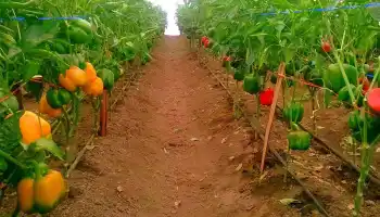 Successful Capsicum Farming in Kenya