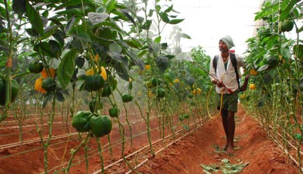 The A-Z of Capsicum Farming in Kenya