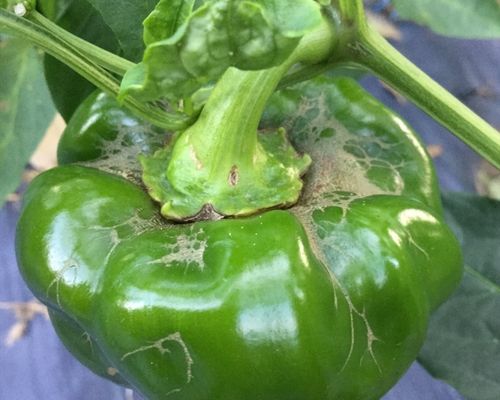 Pest and Disease Control in Capsicum Farming
