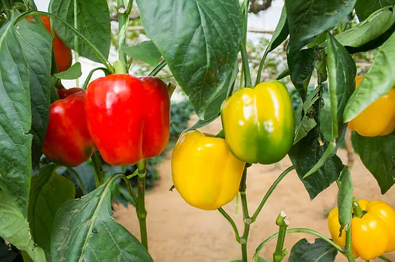 Pruning and Training Capsicum Plants