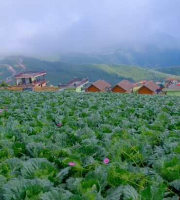 Cabbage Farming