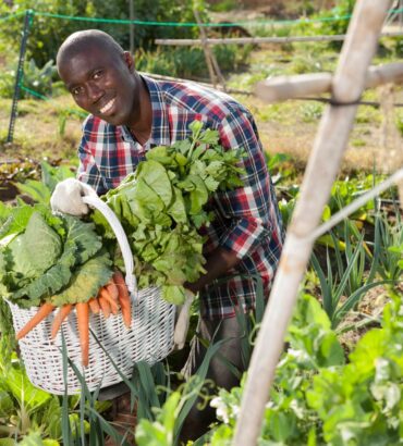 Best Practices for Harvesting and Packing Cabbages