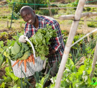 Best Practices for Harvesting and Packing Cabbages