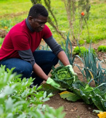 Cabbage seedlings (
