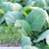 Cabbage SEEDLINGS