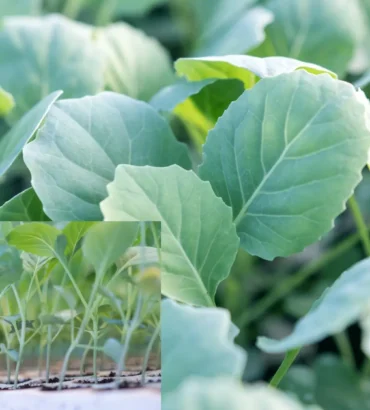 Cabbage SEEDLINGS