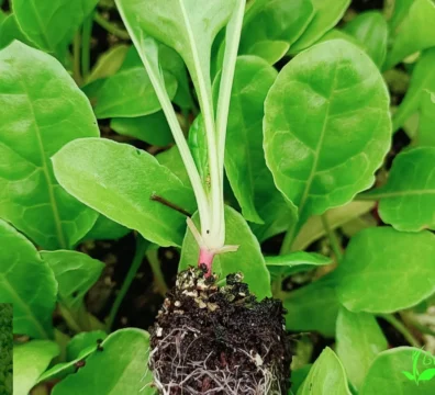 Cabbage seedlings