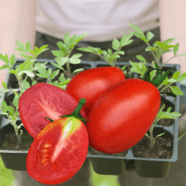 raja tomato growpact